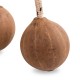 kobarani